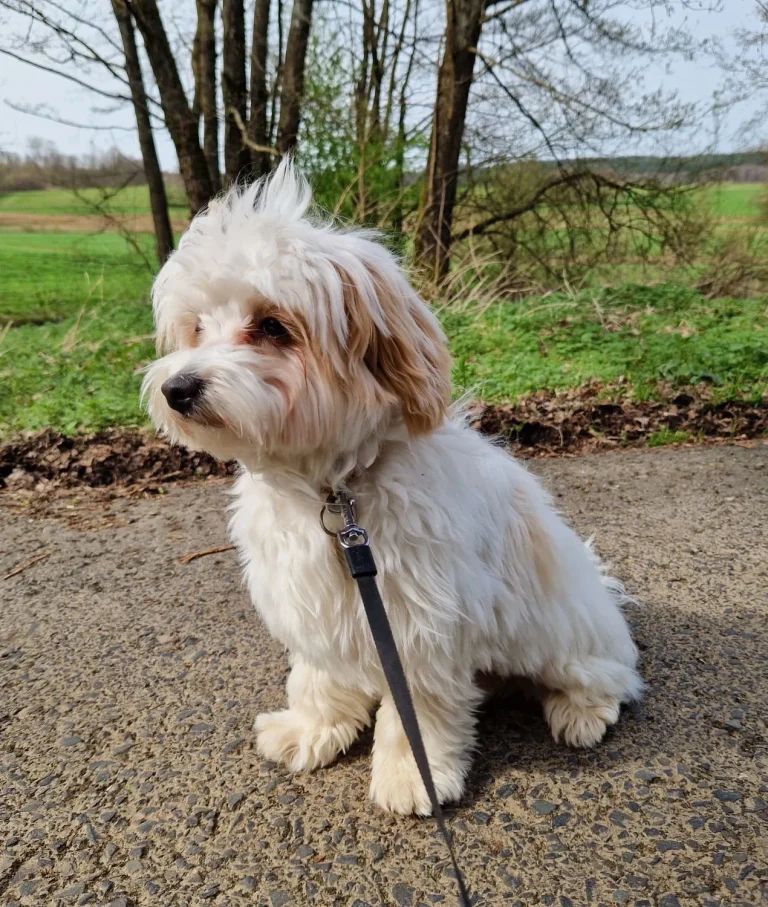 Cooper